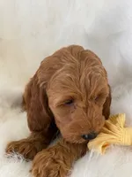 Little Roo, a female Miniature Goldendoodle for sale in Holmesville, OH – 2 of 10