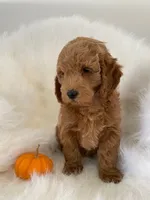 Pooh Bear, a male Miniature Goldendoodle for sale in Holmesville, OH – 2 of 8