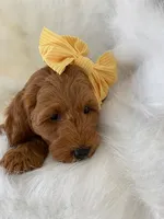 Little Roo, a female Miniature Goldendoodle for sale in Holmesville, OH – 8 of 10
