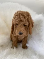 Piglet, a female Miniature Goldendoodle for sale in Holmesville, OH – 3 of 9