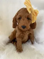 Little Roo, a female Miniature Goldendoodle for sale in Holmesville, OH – 4 of 10
