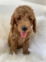 Piglet, a female Miniature Goldendoodle for sale in Holmesville, OH – 6 of 9