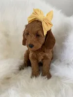 Little Roo, a female Miniature Goldendoodle for sale in Holmesville, OH – 7 of 10