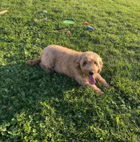 Piglet, a female Miniature Goldendoodle for sale in Holmesville, OH – 7 of 9