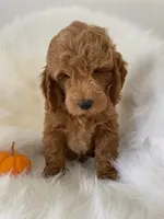 Pooh Bear, a male Miniature Goldendoodle for sale in Holmesville, OH – 5 of 8