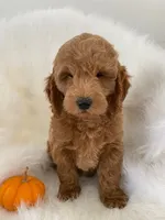 Pooh Bear, a male Miniature Goldendoodle for sale in Holmesville, OH – 4 of 8