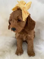 Little Roo, a female Miniature Goldendoodle for sale in Holmesville, OH – 6 of 10