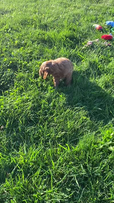 Little Roo, a female Miniature Goldendoodle for sale in Holmesville, OH – 10 of 10