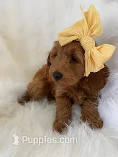 Little Roo – Miniature Goldendoodle puppy for sale in Holmesville, OH