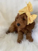 Little Roo, a female Miniature Goldendoodle for sale in Holmesville, OH – 1 of 10