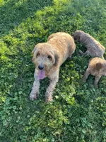 Pooh Bear, a male Miniature Goldendoodle for sale in Holmesville, OH – 7 of 8