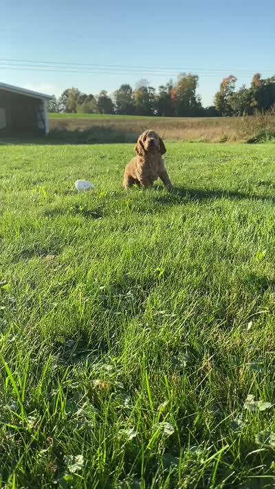 Piglet, a female Miniature Goldendoodle for sale in Holmesville, OH – 9 of 9