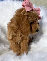 Piglet, a female Miniature Goldendoodle for sale in Holmesville, OH – 5 of 9