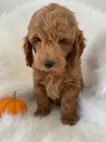 Pooh Bear, a male Miniature Goldendoodle for sale in Holmesville, OH – 6 of 8