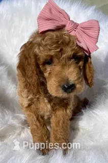 Piglet – Miniature Goldendoodle puppy for sale in Holmesville, OH