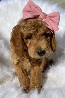 Piglet, a female Miniature Goldendoodle for sale in Holmesville, OH – 1 of 9