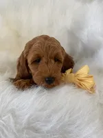 Little Roo, a female Miniature Goldendoodle for sale in Holmesville, OH – 5 of 10
