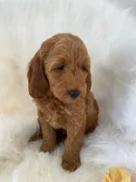 Little Roo, a female Miniature Goldendoodle for sale in Holmesville, OH – 3 of 10