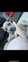Billie, a female Cane Corso for sale in Portland, OR – 3 of 5