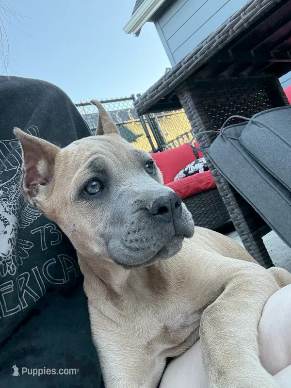 Billie – Cane Corso puppy for sale in Portland, OR