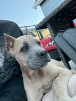 Billie, a female Cane Corso for sale in Portland, OR – 1 of 5