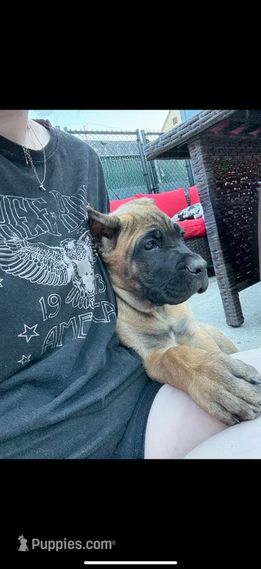 Suki – Cane Corso puppy for sale in Portland, OR