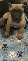 Suki, a female Cane Corso for sale in Portland, OR – 3 of 5