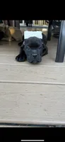 Tripp, a male Cane Corso for sale in Portland, OR – 4 of 4