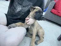Suki, a female Cane Corso for sale in Portland, OR – 2 of 5