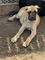 Iris, a female Cane Corso for sale in Portland, OR – 2 of 3