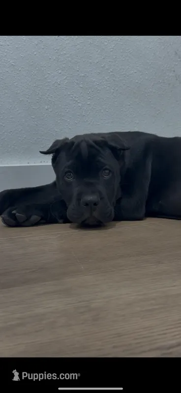 Jett – Cane Corso puppy for sale in Portland, OR