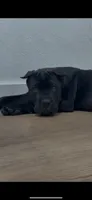 Jett, a male Cane Corso for sale in Portland, OR – 1 of 4