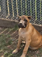 Raven, a female Cane Corso for sale in Portland, OR – 2 of 5