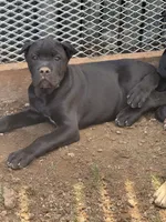 Kado , a male Cane Corso for sale in Portland, OR – 2 of 6