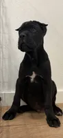 Jett, a male Cane Corso for sale in Portland, OR – 3 of 4