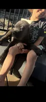 Kado , a male Cane Corso for sale in Portland, OR – 4 of 6