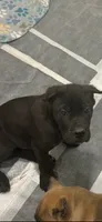 Kado , a male Cane Corso for sale in Portland, OR – 6 of 6