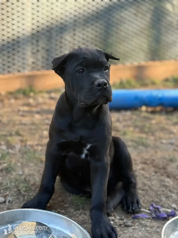 Tripp – Cane Corso puppy for sale in Portland, OR