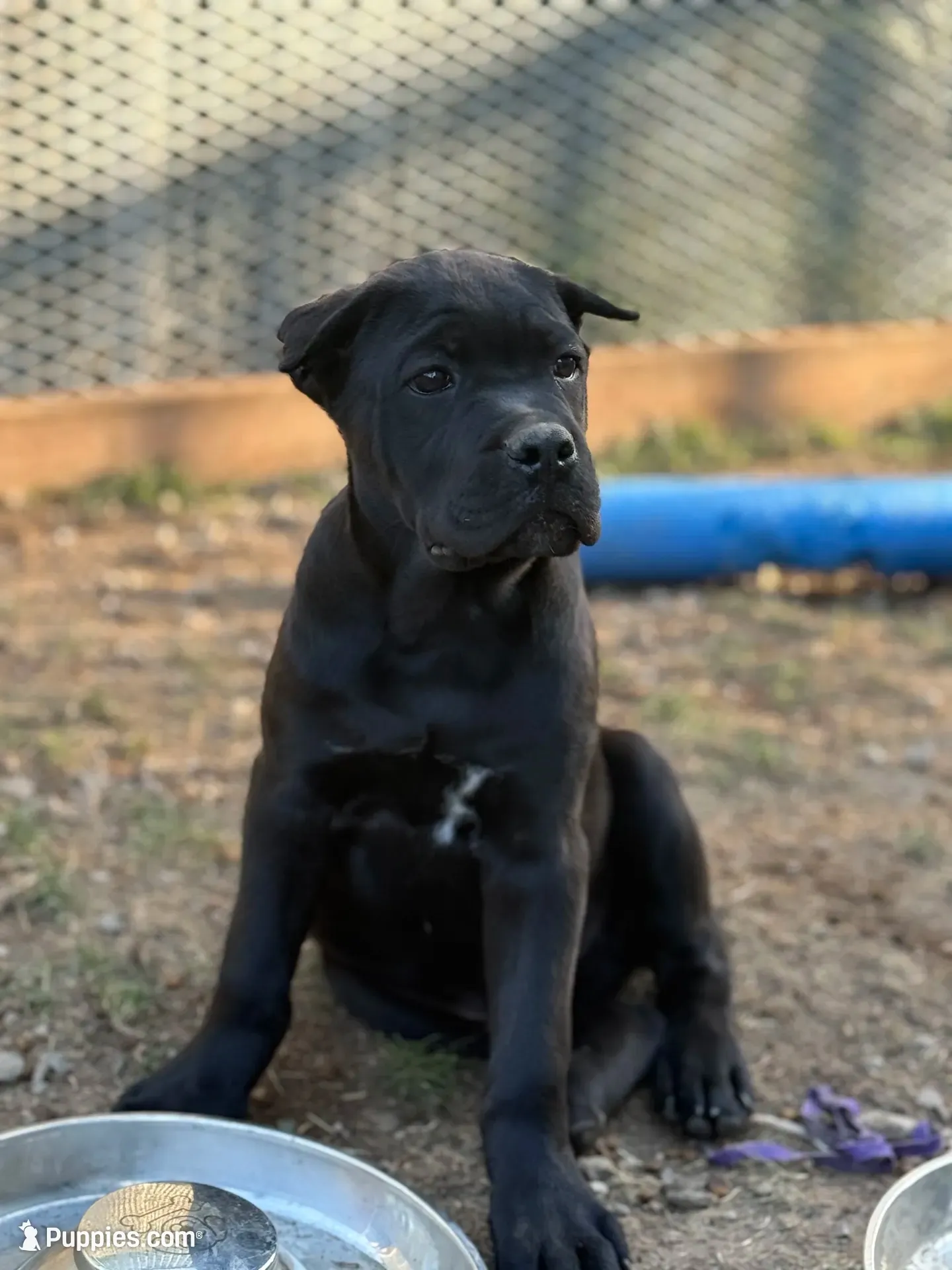 Tripp, a male Cane Corso for sale in Portland, OR – 1 of 4
