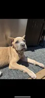 Billie, a female Cane Corso for sale in Portland, OR – 4 of 5