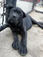 Jett, a male Cane Corso for sale in Portland, OR – 2 of 4