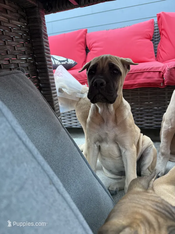 Iris – Cane Corso puppy for sale in Portland, OR