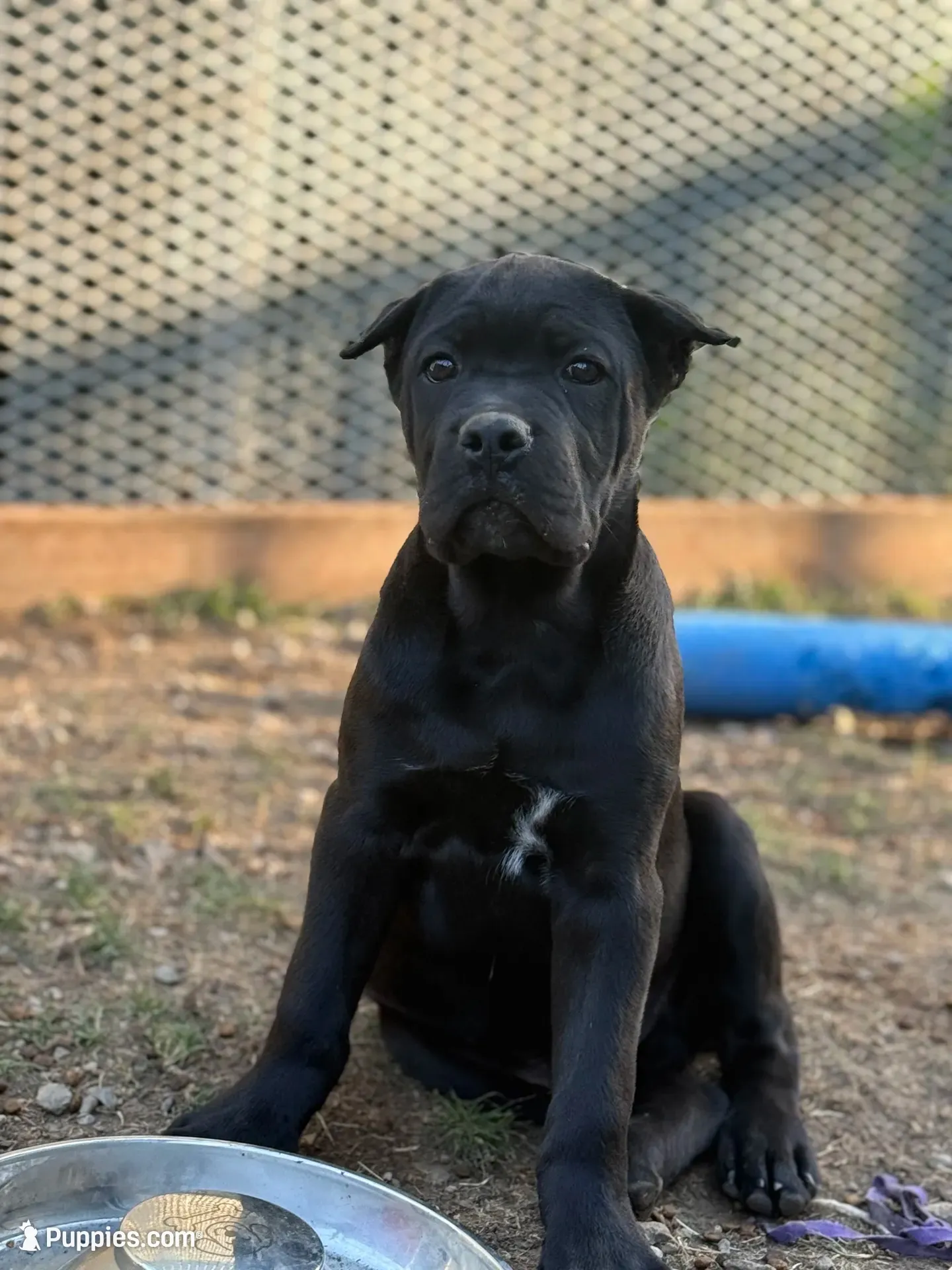 Tripp, a male Cane Corso for sale in Portland, OR – 3 of 4
