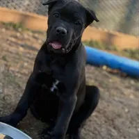 Tripp, a male Cane Corso for sale in Portland, OR – 2 of 4