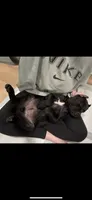 Jett, a male Cane Corso for sale in Portland, OR – 4 of 4