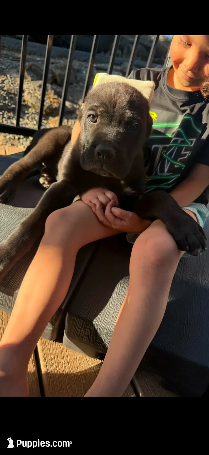 Kado , a male Cane Corso for sale in Portland, OR – 3 of 6