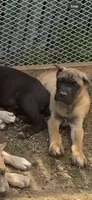 Suki, a female Cane Corso for sale in Portland, OR – 4 of 5