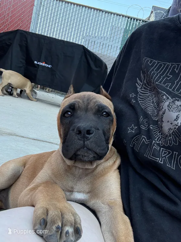 Raven – Cane Corso puppy for sale in Portland, OR