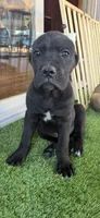 Kado , a male Cane Corso for sale in Portland, OR – 5 of 6