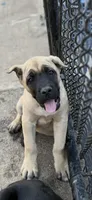 Iris, a female Cane Corso for sale in Portland, OR – 3 of 3